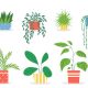 Descarga este fantástico resumen para repasar la nutrición de las plantas 2 ESO