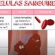 aparato circulatorio la sangre