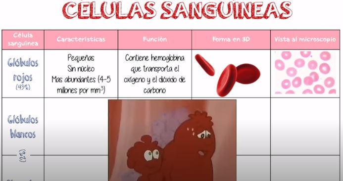 aparato circulatorio la sangre