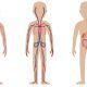 Resúmenes de todos los temas del curso de BIOLOGÍA 3ºESO