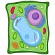 Vídeo: La mitosis y el ciclo celular 4º ESO