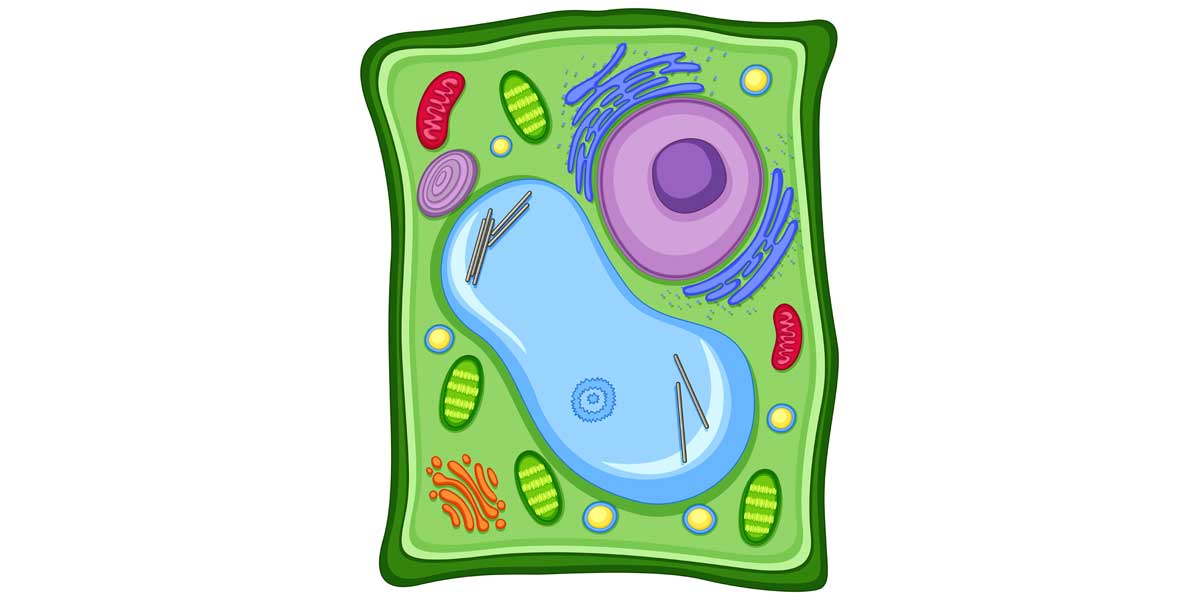 Vídeo: La mitosis y el ciclo celular 4º ESO