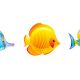 Vídeo Repaso Temario vertebrados LOS PECES 1º ESO