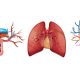 Aparato circulatorio II, el corazón y la circulación sanguínea 3º ESO biología