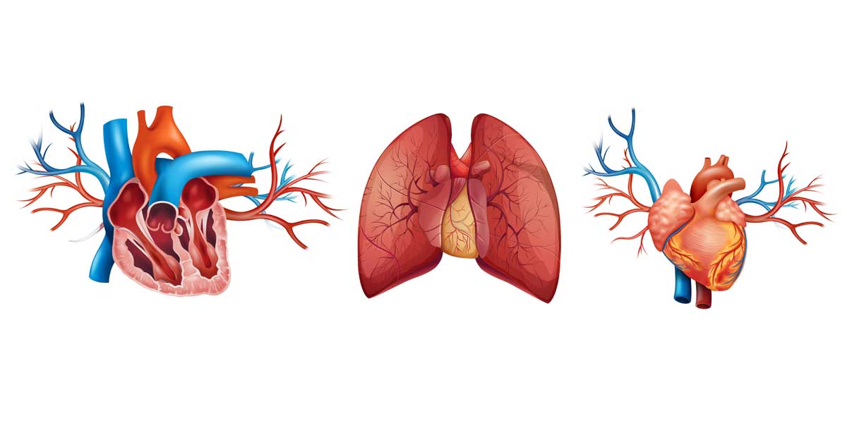 Aparato circulatorio II, el corazón y la circulación sanguínea 3º ESO biología