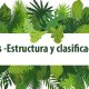 las plantas estructura y clasificacion 1 eso