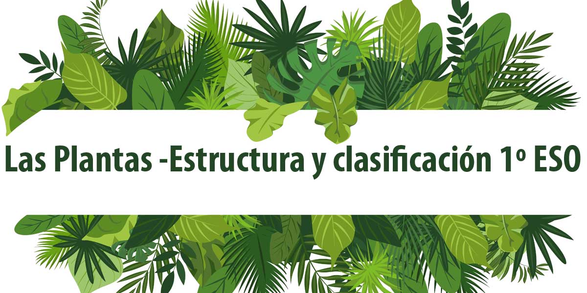 las plantas estructura y clasificacion 1 eso