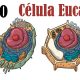 Vídeo La Célula Eucariota La célula animal y vegetal 4 ESO