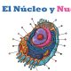 Vídeo Todo sobre el Núcleo y Nucléolo 4 ESO