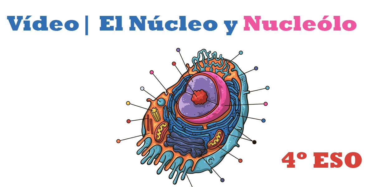 Vídeo Todo sobre el Núcleo y Nucléolo 4 ESO