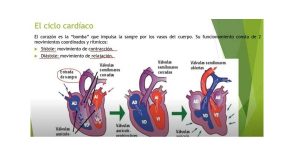 aparato circulatorio y excretor video 3 ESO