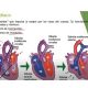 aparato circulatorio y excretor video 3 ESO