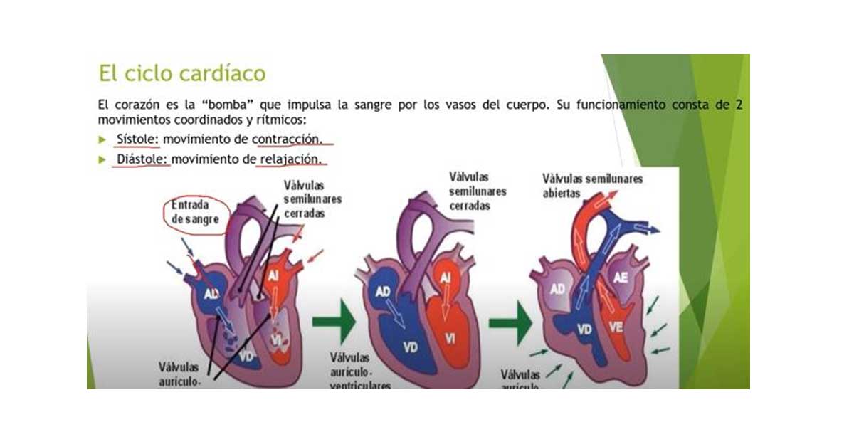 aparato circulatorio y excretor video 3 ESO