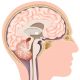 video El sistema endocrino y las hormonas 3 ESO