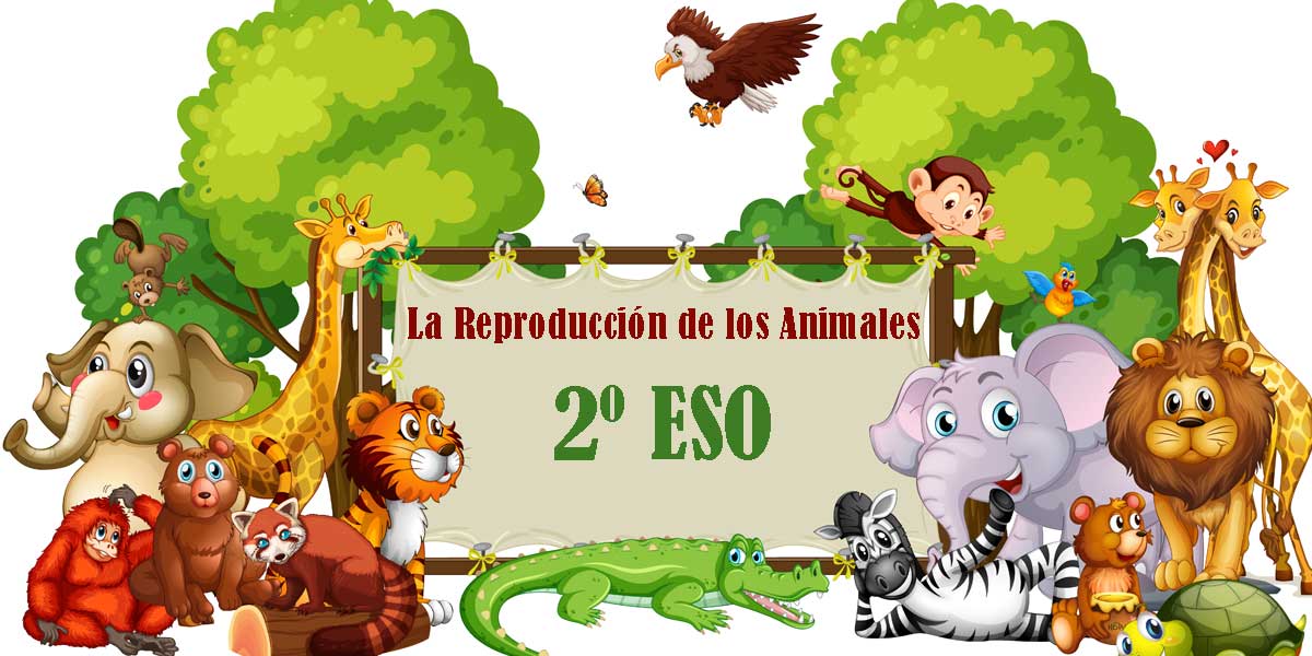 LA REPRODUCCIÓN DE LOS ANIMALES 15 Ejercicios resueltos 2 ESO