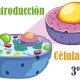 Vídeo Introducción sobre la célula humana 3 ESO