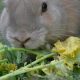 Descargar ejercicios resueltos sobre la Nutrición de los Animales 2º ESO