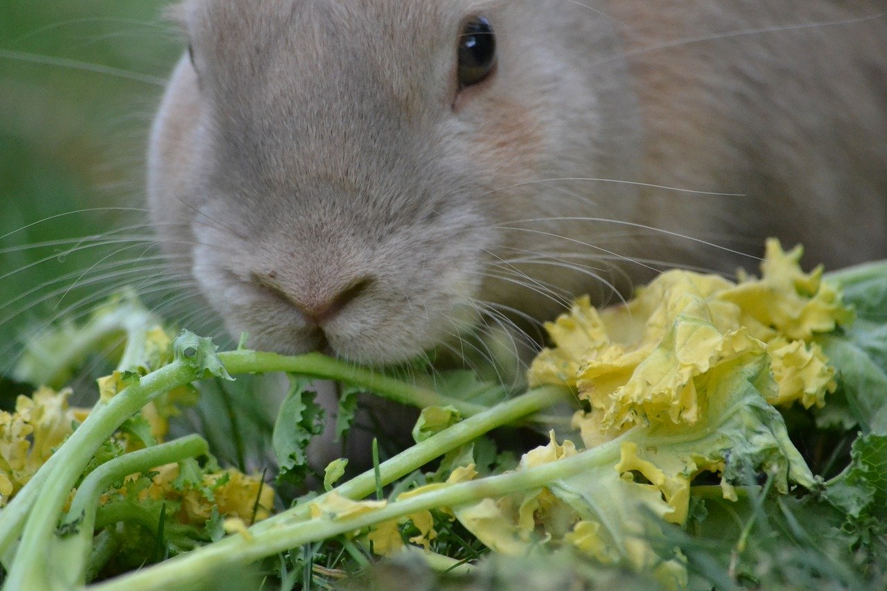 Descargar ejercicios resueltos sobre la Nutrición de los Animales 2º ESO