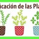 clasificacion de las plantas primero de eso