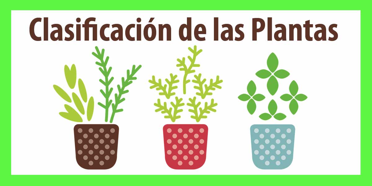 clasificacion de las plantas primero de eso