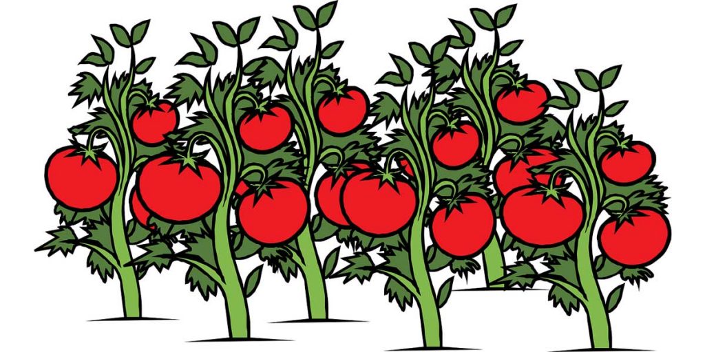 14  ejercicios y soluciones de la REPRODUCCIÓN DE LAS PLANTAS 2º ESO