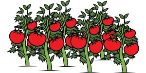 14 ejercicios y soluciones de la REPRODUCCIÓN DE LAS PLANTAS 2º ESO