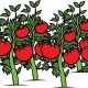 14 ejercicios y soluciones de la REPRODUCCIÓN DE LAS PLANTAS 2º ESO