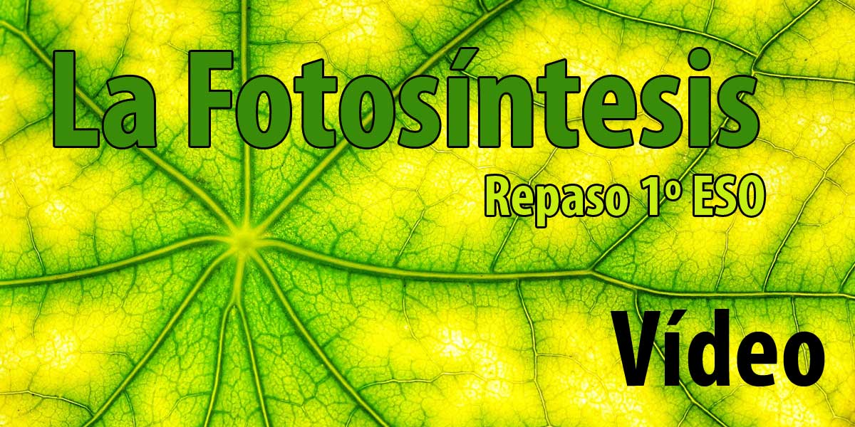 Repaso: LA FOTOSÍNTESIS 1º Biología