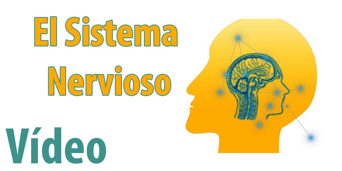 El Sistema Nervioso: Biología 3º ESO