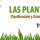 LAS PLANTAS. Clasificación 1º ESO