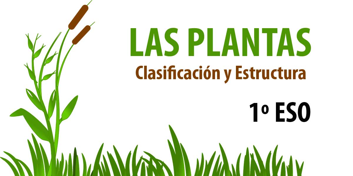 LAS PLANTAS. Clasificación 1º ESO