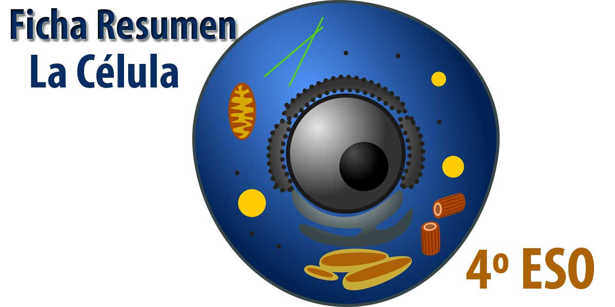 ficha resumen la celula biologia cuarto 4